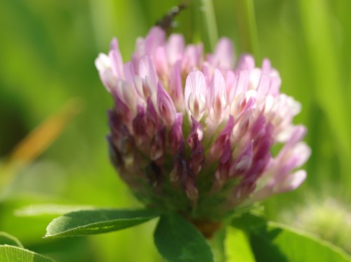 Rotklee â€“ eine typische essbare Wildpflanze im FrÃ¼hling